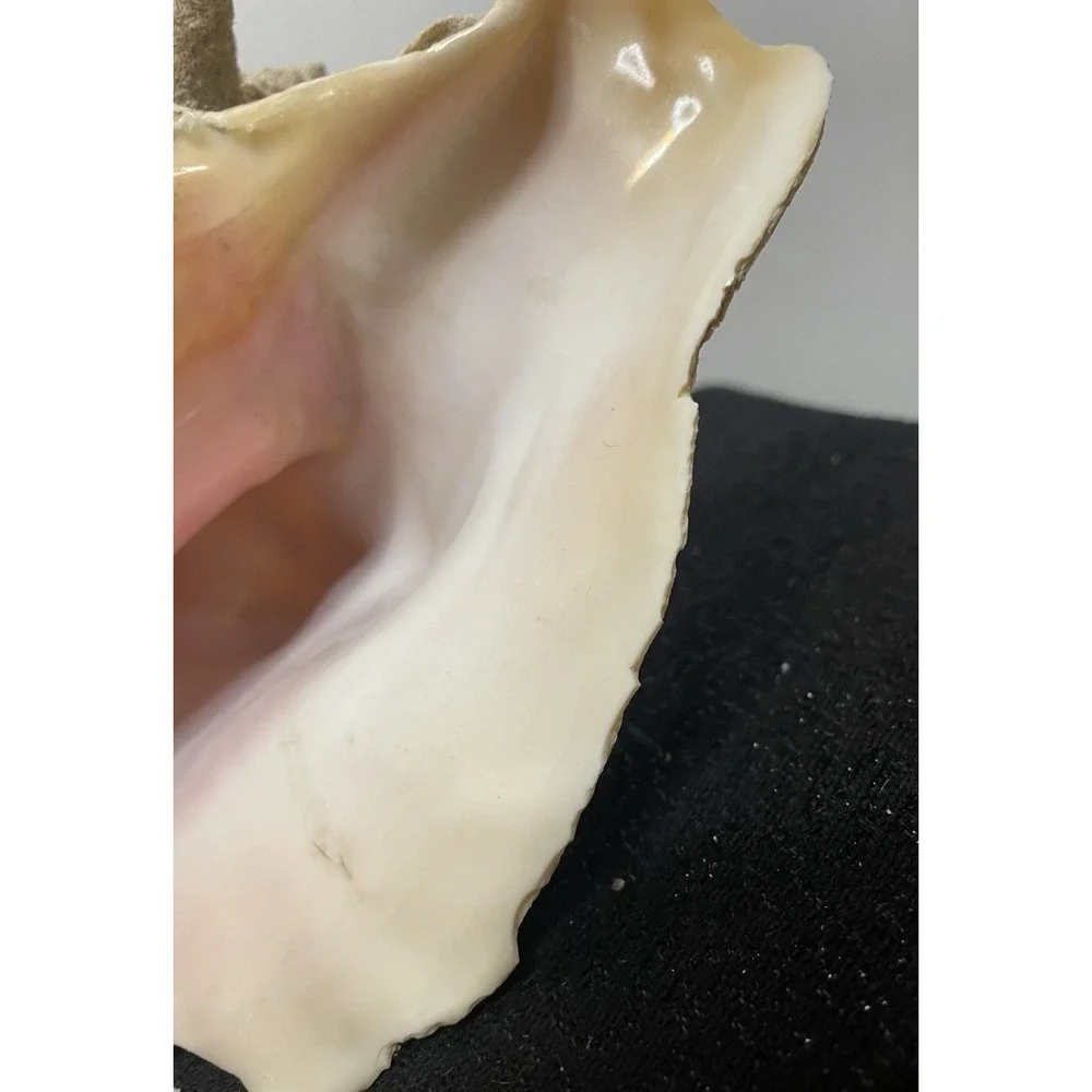 Vintage Natural Large Pink Queen Conch Sea Shell Nautical Ocean Beach Home Decor